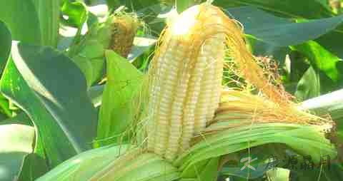 记忆力差吃什么