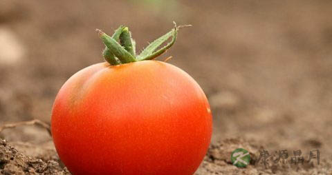 碱性食品都有哪些