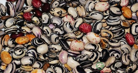 奇异子会致癌吗