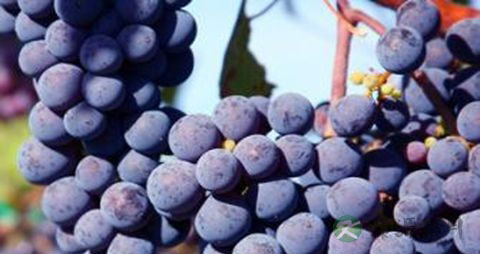 老年人增强抵抗力吃什么