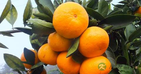 清热解毒的水果