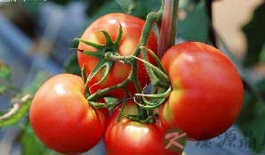 专家推荐西红柿的十一个食疗方 专家推荐西红柿的十一个食疗方