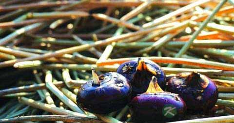 牙龈疼吃什么水果好