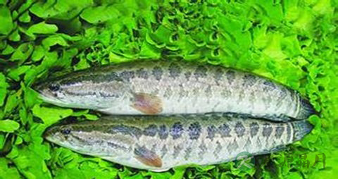 吃鱼对眼睛好吗