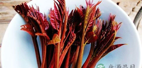 能吃的野果有哪些