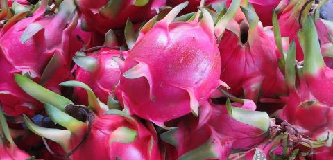 火龙果可以每天吃吗