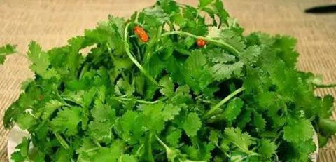 孕妇可以吃香菜吗