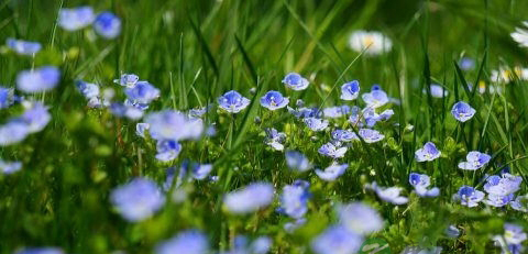 过敏性鼻炎药物