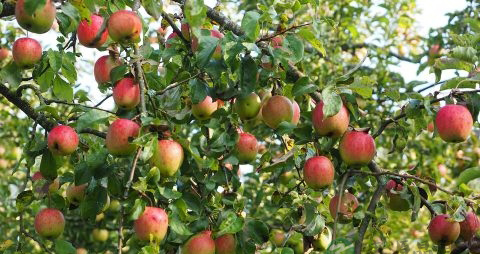 空腹能否吃苹果
