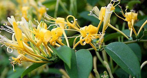 小孩吃什么清热解毒