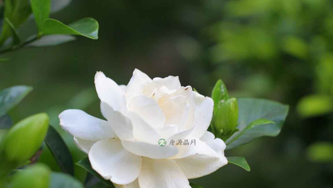 清热解毒中药配方