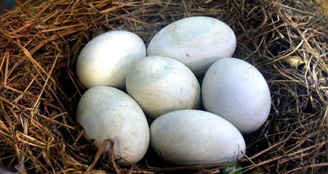 怀孕期间鹅蛋怎样吃好