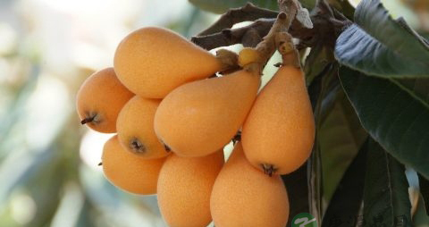 宝宝咳嗽流鼻涕吃什么