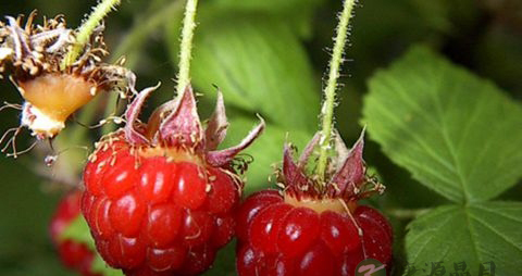 能吃的野果有哪些