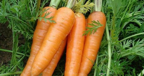 吃什么对卵巢好