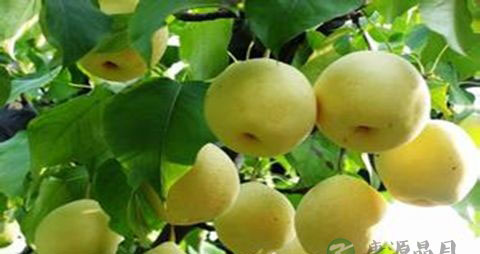 生津止渴的中药