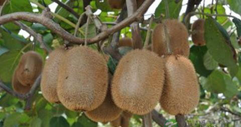 牙龈萎缩 吃什么