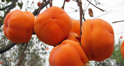 吃柿子不能吃什么