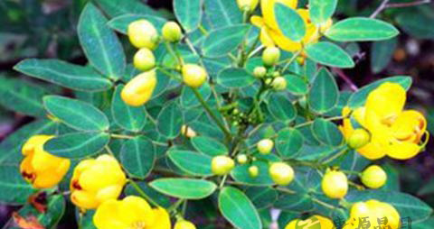 清热解毒类中药