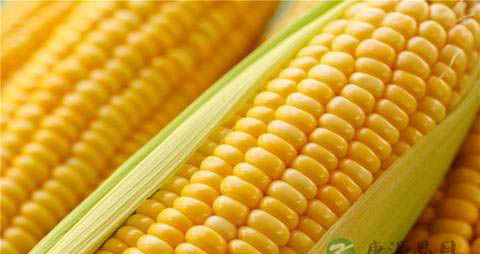 吃什么可以生发养发