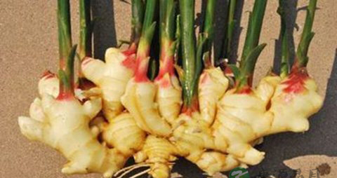 生姜治疗脱发吗