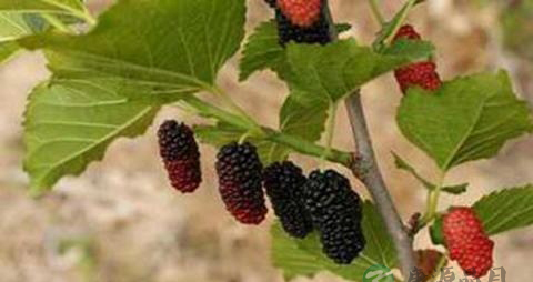 头顶脱发的治疗方法