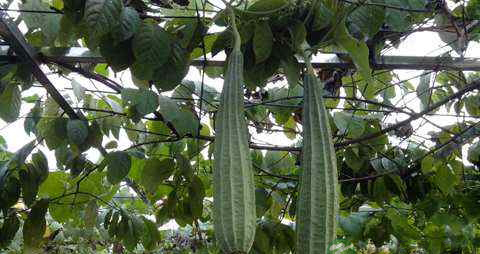 什么菜清热解毒