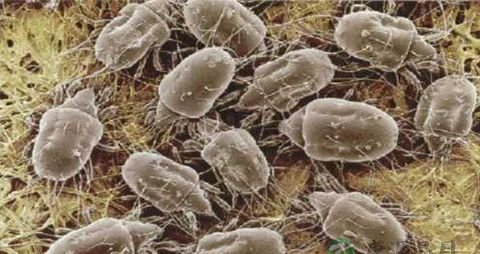 螨虫叮咬怎么办