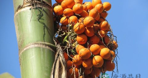 吃槟榔会阳痿吗