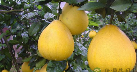 预防血栓吃什么好