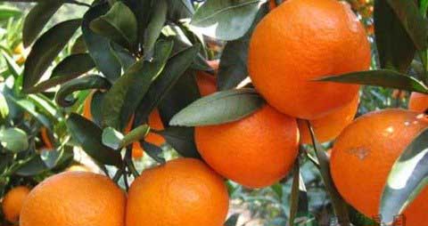 记忆力减退吃什么