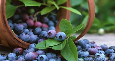 吃那些食物对眼睛好