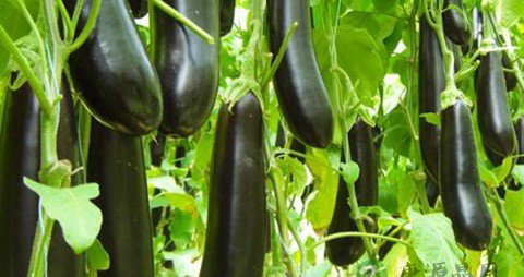 秋末冬初 适合吃８类有益蔬菜