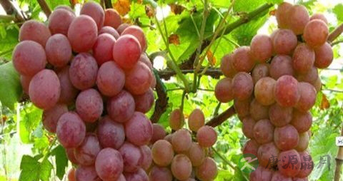 牙龈流血吃什么