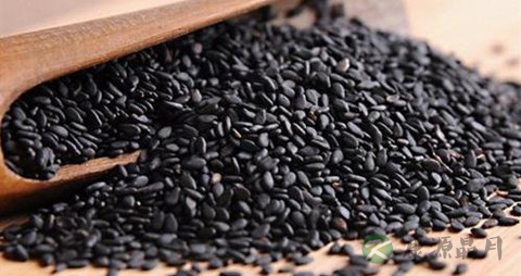 黑芝麻每天吃好吗
