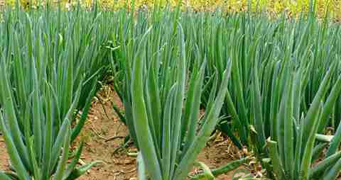 脂溢性脱发饮食注意什么