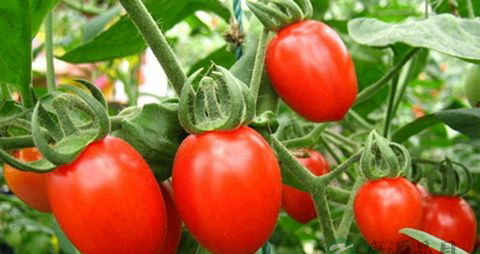 吃哪些食物对眼睛好