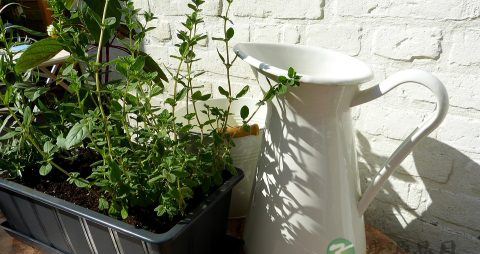 蚂蚱菜的副作用