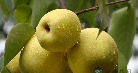 什么水果化痰止咳