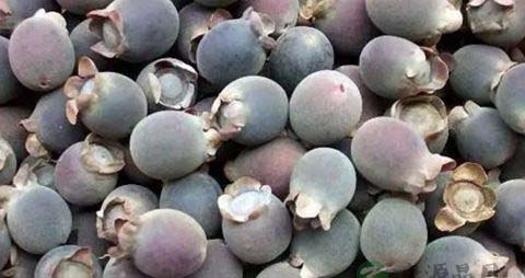 能吃的野果有哪些