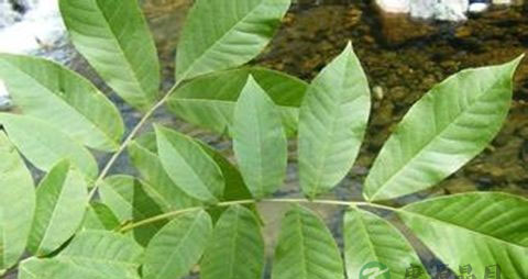 清热解毒的植物