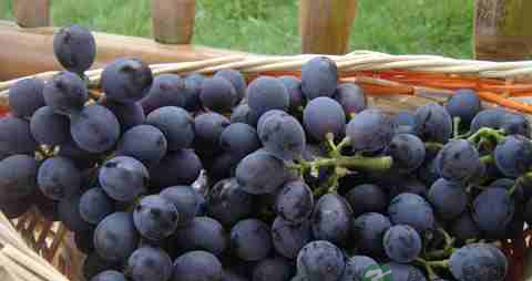 头顶脱发如何治疗