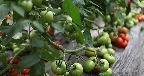 下肢深静脉血栓饮食