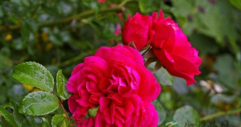 玫瑰精油怎么用