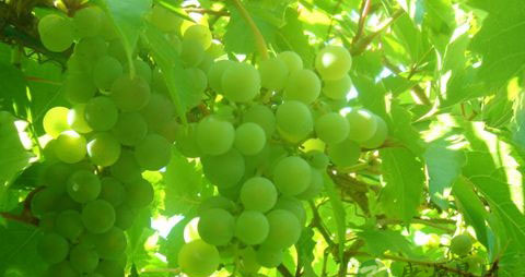 眼干眼涩喝什么茶