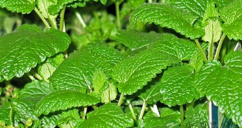 便秘口臭吃什么