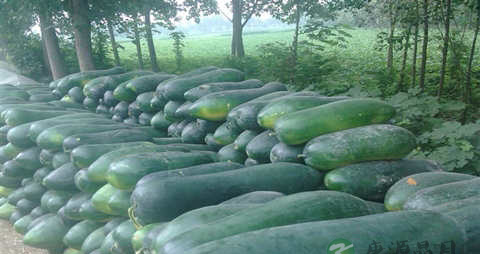 什么东西清热解毒