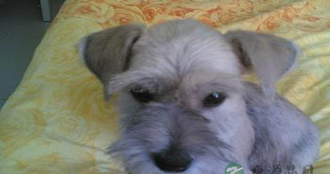 兽皮症是什么病