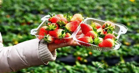 吃什么食物保护牙齿