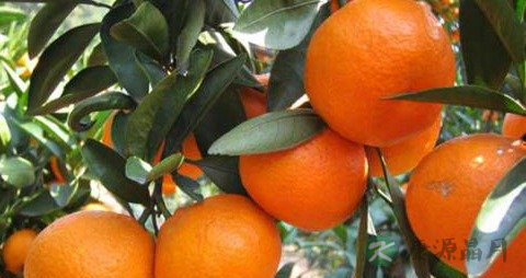 发育期间吃什么好